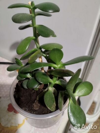 Денежное дерево