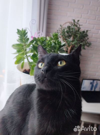 Молодой котик в добрые руки
