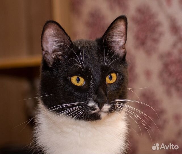 Благородный Арчи