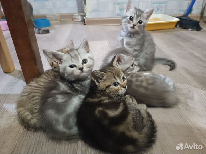 Шотландские малыши