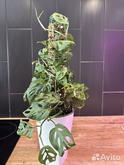 Монстера monstera acumunata