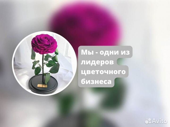 Роза в колбе. С гарантией