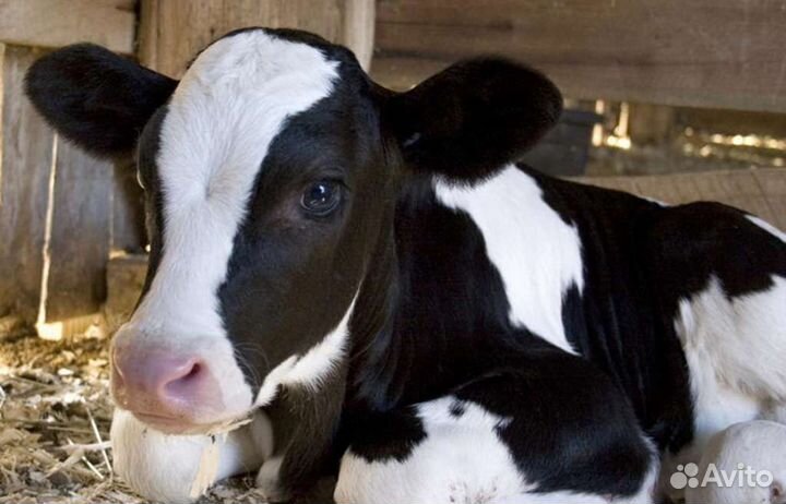 Молодняк крс