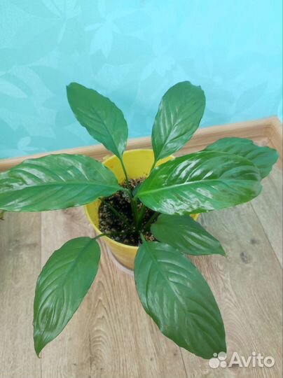 Спатифиллум