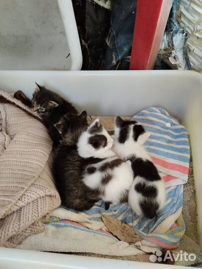 Котята в добрые руки