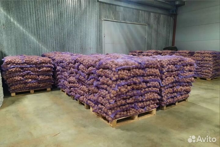 Картофель оптом