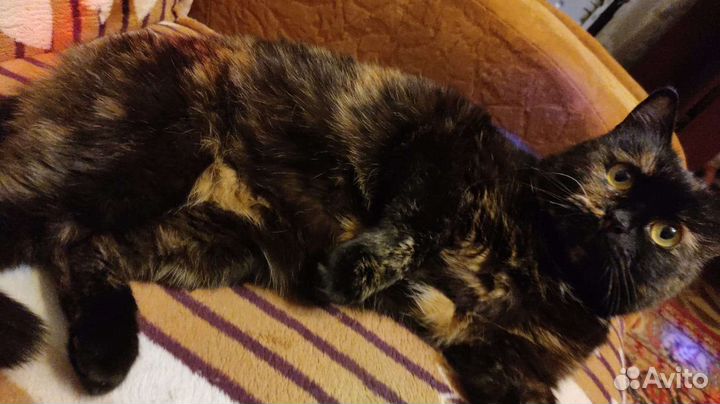 Отдам бесплатно в добрые руки кошечку