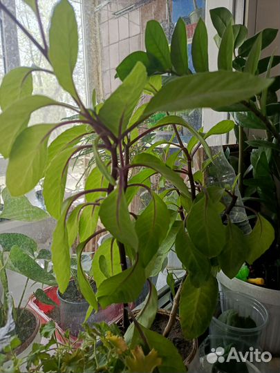 Джинура прокумбенс(листья бога)