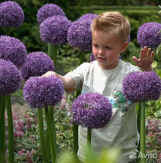 Декоративный лук алиум семена