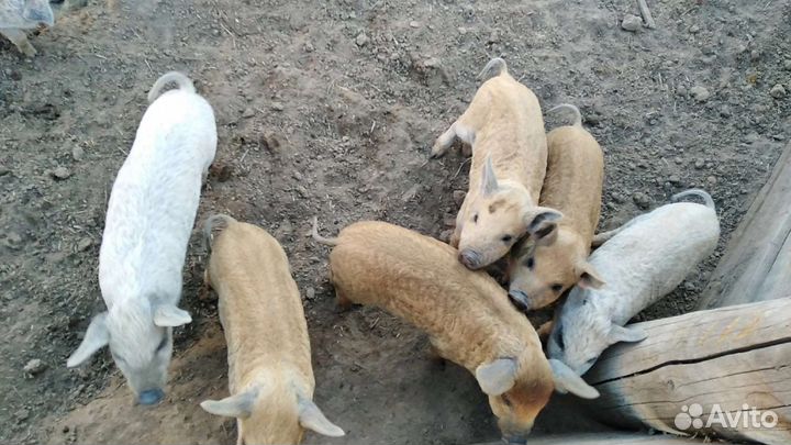 Венгерская мангалица