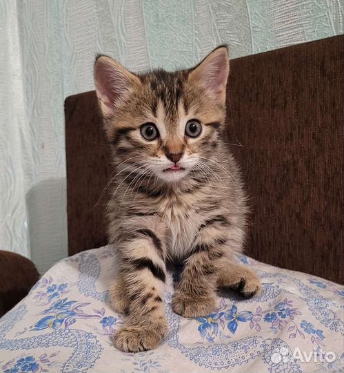 Шотладский котенок