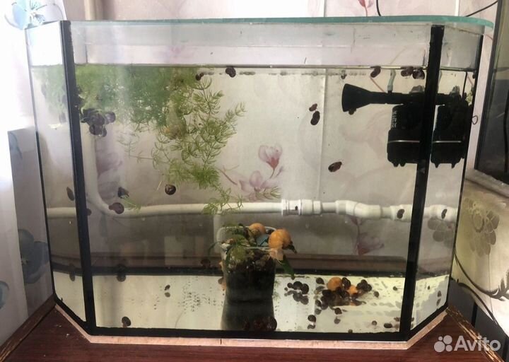 Аквариум террариум