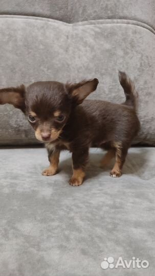 Мини той-терьер щенок