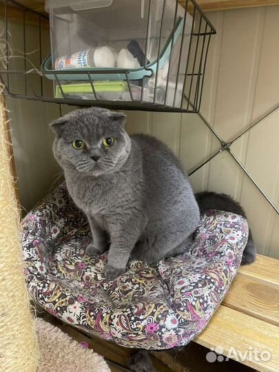 Шотландская вислоухая кошка бесплатно