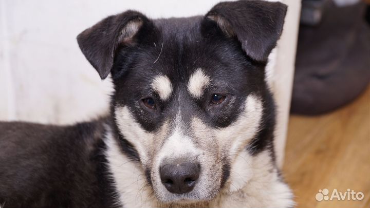 Метис лайки