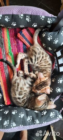 Бенгальские котята