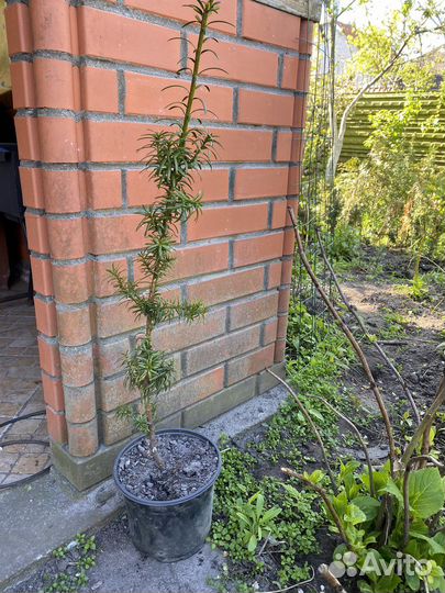 Тис пирамидальный