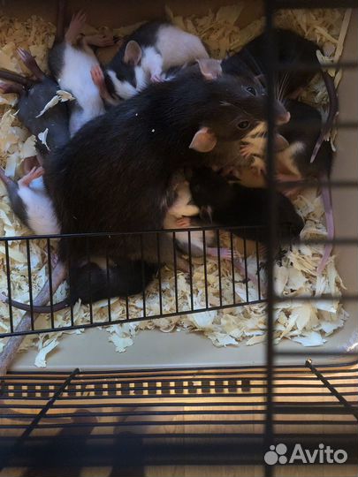 Крыса дамбо