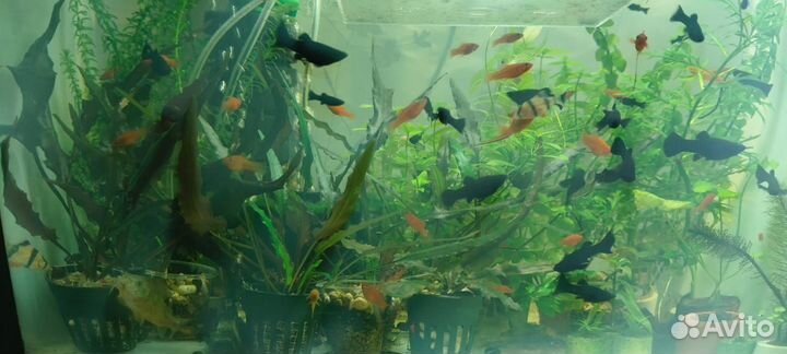 Аквариумные рыбки и растения