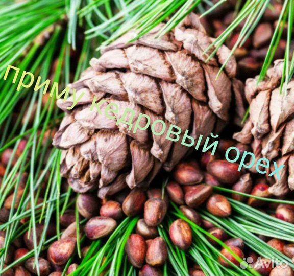 Кедровый орех