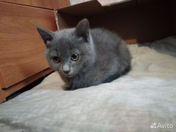 Котенок девочка в добрые руки бесплатно