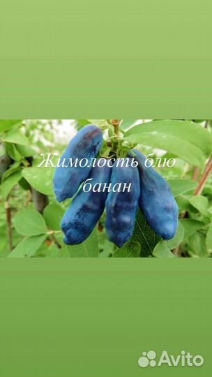 Жимолость Блю банана, хайнеби