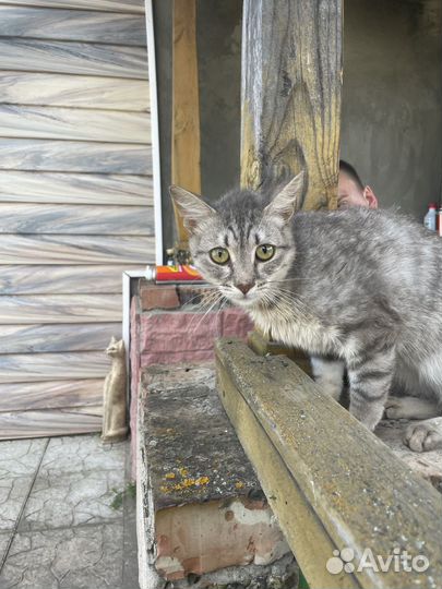 Кот в добрые руки