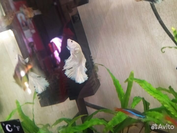 Разная рыба возможна доставка в Липецк или Грязи