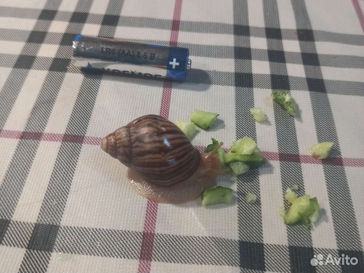 Улитки ахатины