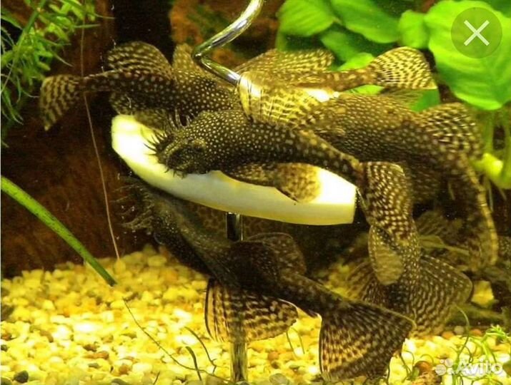 Продаю анциструсы пара