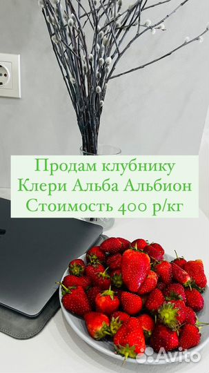 Клубника Клери Альба Альбион