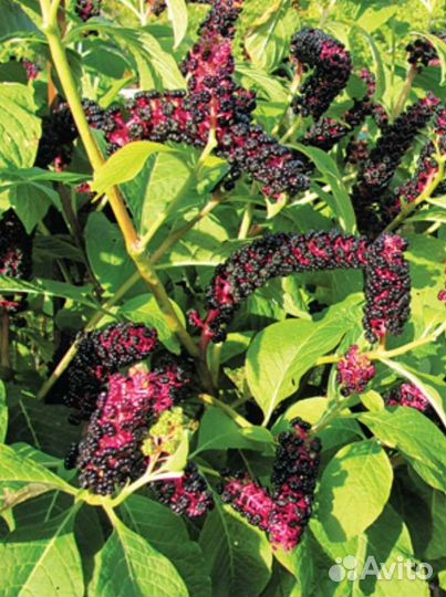 Фитолакка (лаконос)