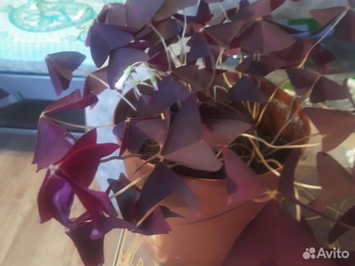 Кислица оксалис