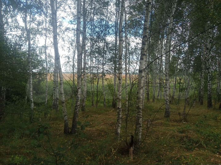 Участок 31 сот. (СНТ, ДНП)