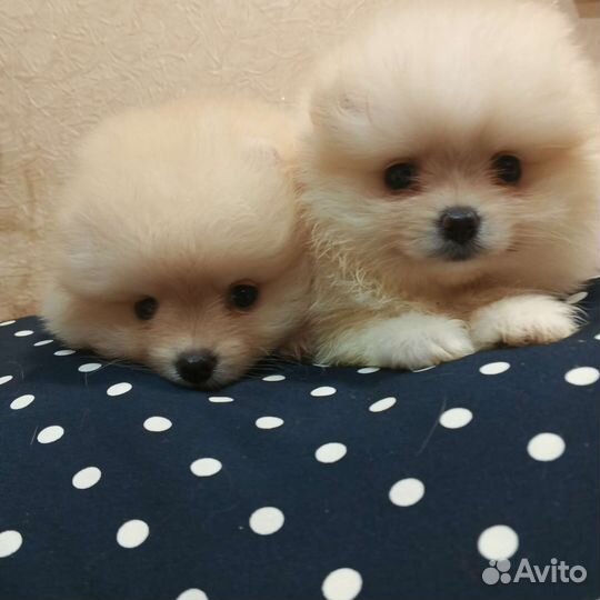 Девочки РКФ