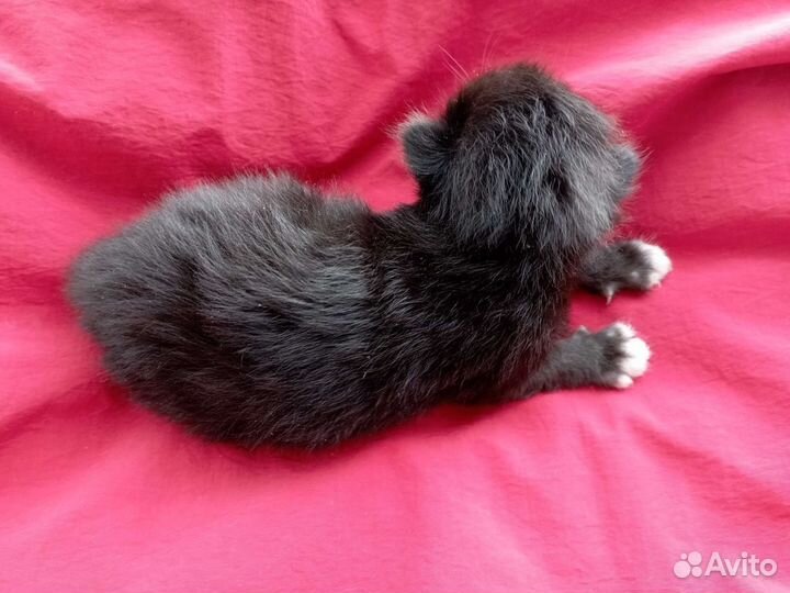 Котенок девочка