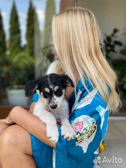 Щенки мальчики и девочки в добрые руки