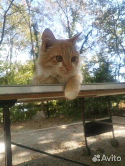 Отдам котенка в добрые руки