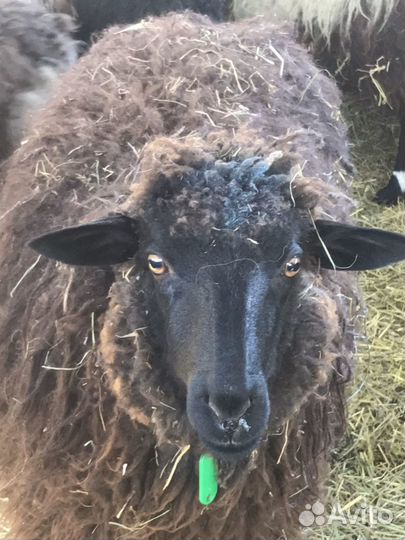 Баран живой