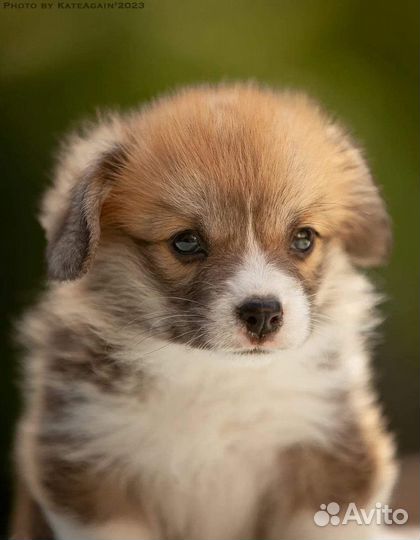 Вельш-корги пемброк девочка