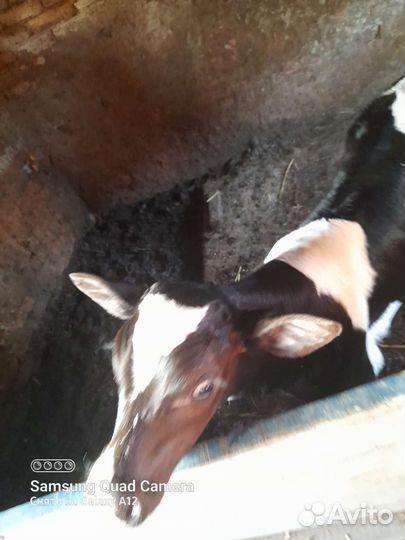 Телята бычки