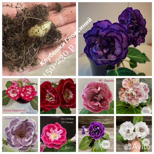 Клубешки Глоксиний