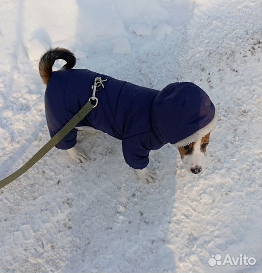 Отдам в добрые руки