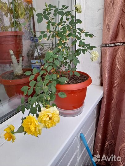 Комнатные цветы