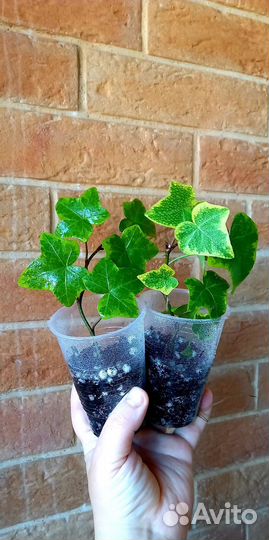 Хедера плющ