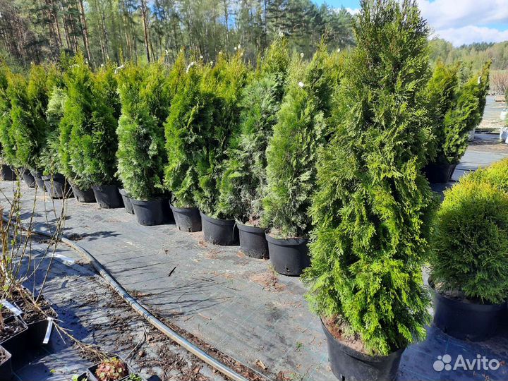 Туя западная Смарагд 120-150 см