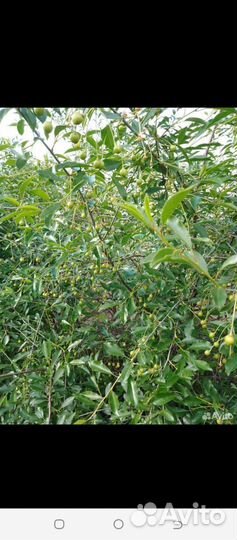 Малина огонёк, слива, крыжовник, ревень, сирень