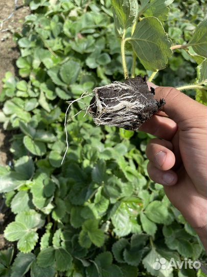 Рассада клубники кассетная