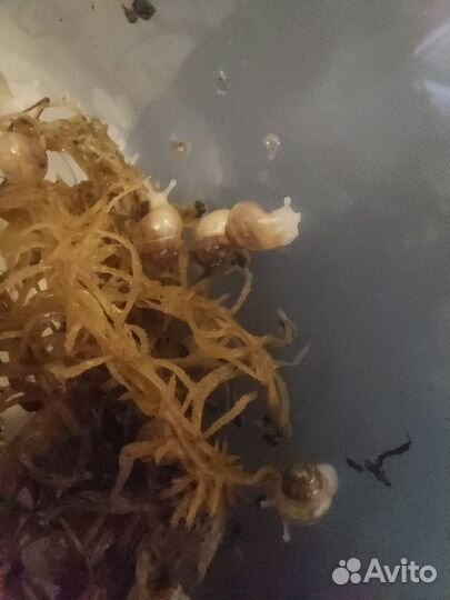 Улитки ахатины бесплатно