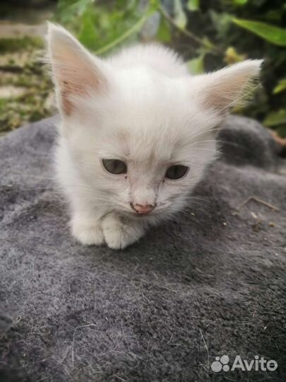 Котята бесплатно